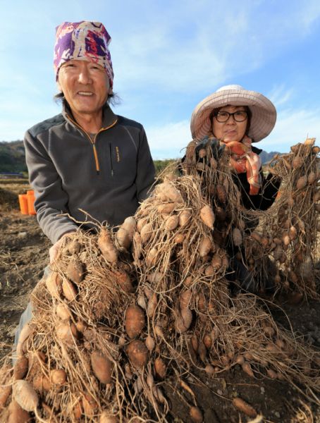 사포닌많은음식