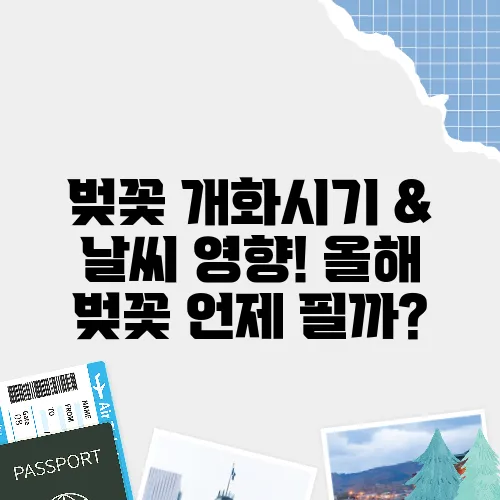 벚꽃 개화시기 & 날씨 영향! 올해 벚꽃 언제 필까?