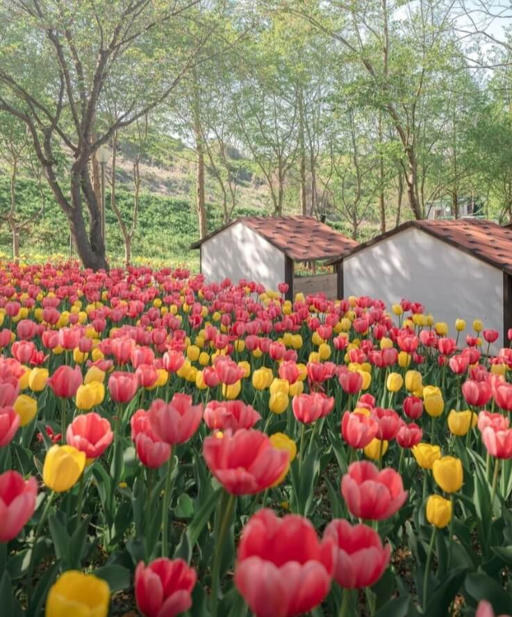 억만송이-봄꽃대향연-축제-튤립