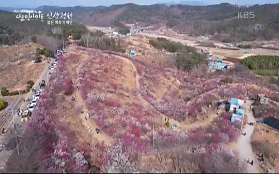 다큐 인사이트 - KBS인생정원 - 붉은 매화가 피면] 봄이면 가장 먼저, 그리고 가장 붉게 피어나는 강인한 소성의 매화.ts_20220818_205158.141.jpg