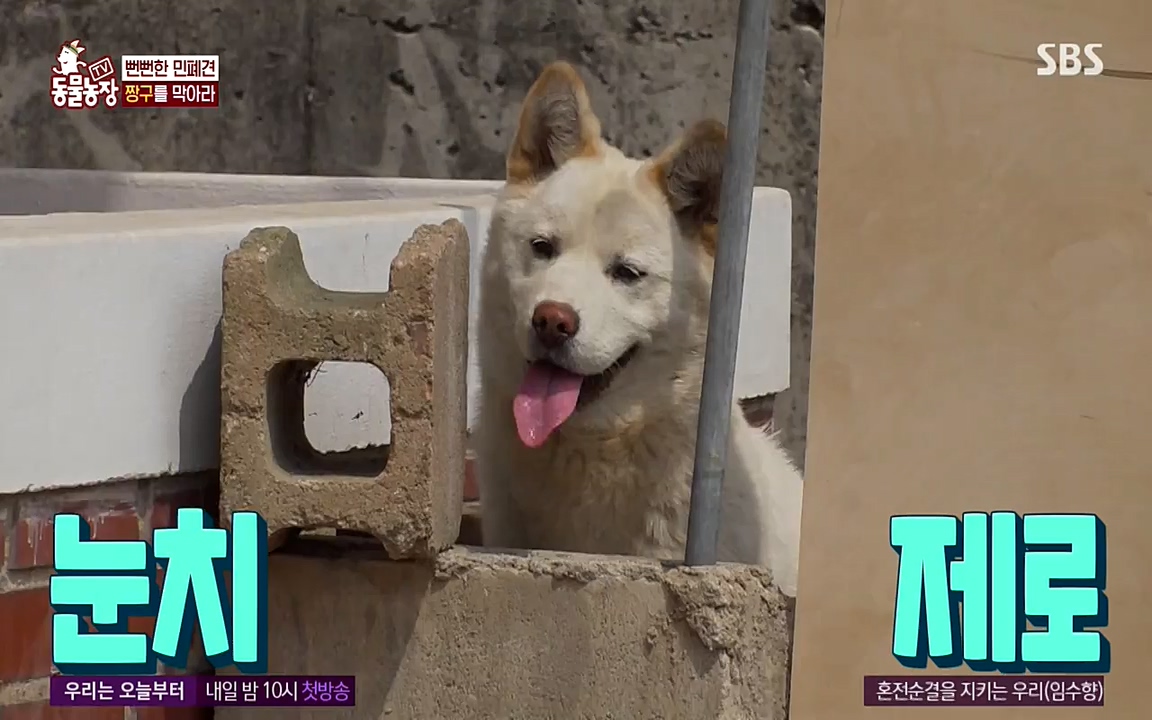 TV 동물농장.E1068.220509p-NEXT.mp4_20220508_173832.687.jpg