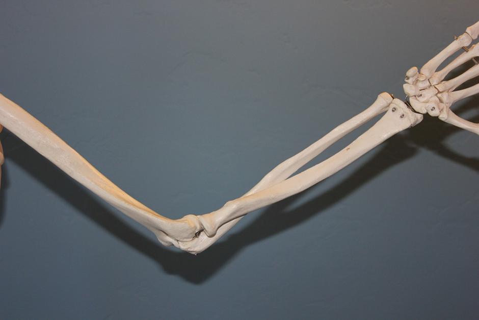Skeleton&#44; Elbow&#44; Anatomy image.