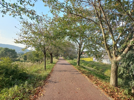 가을 전주천벼 자전거길