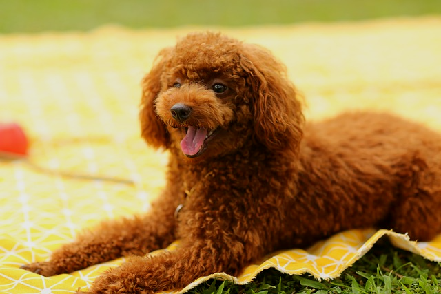 강아지-자궁축농증-증상과-원인