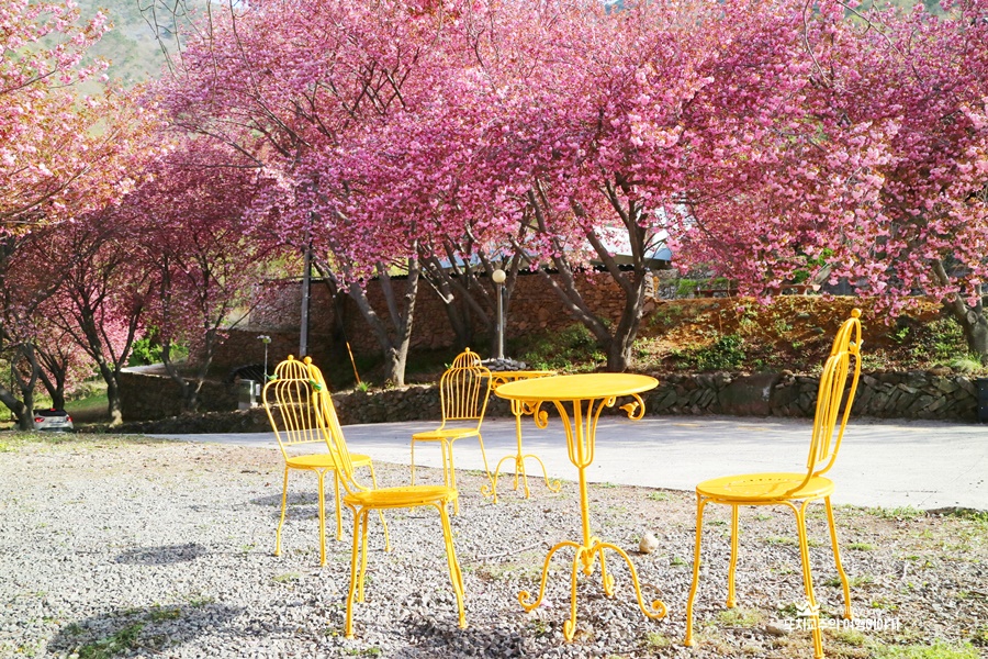 노란색 테이블과 의자 뒤로 겹벚꽃이 피어 있다