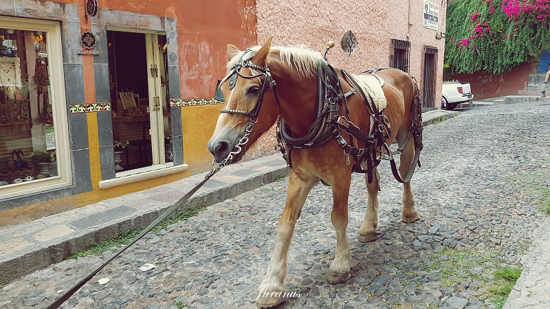 San Miguel de Allende 08