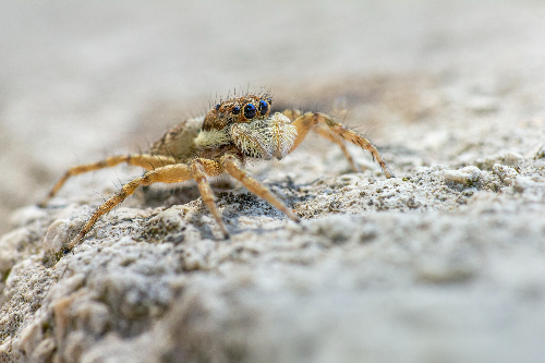 Jumping Spiders