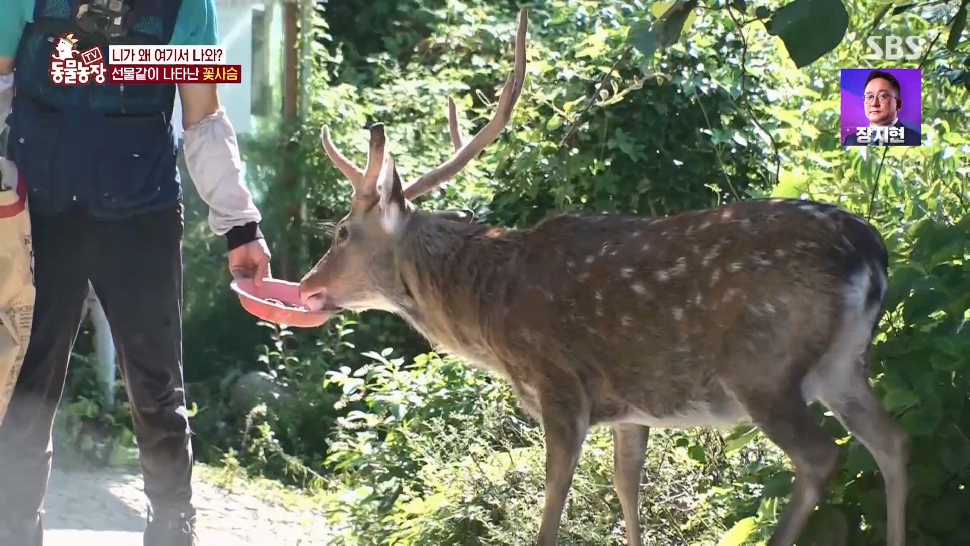 TV 동물농장.E1139.230924p.H264-F1RST.mp4_20230924_171527.937.jpg
