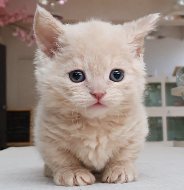 램킨 고양이