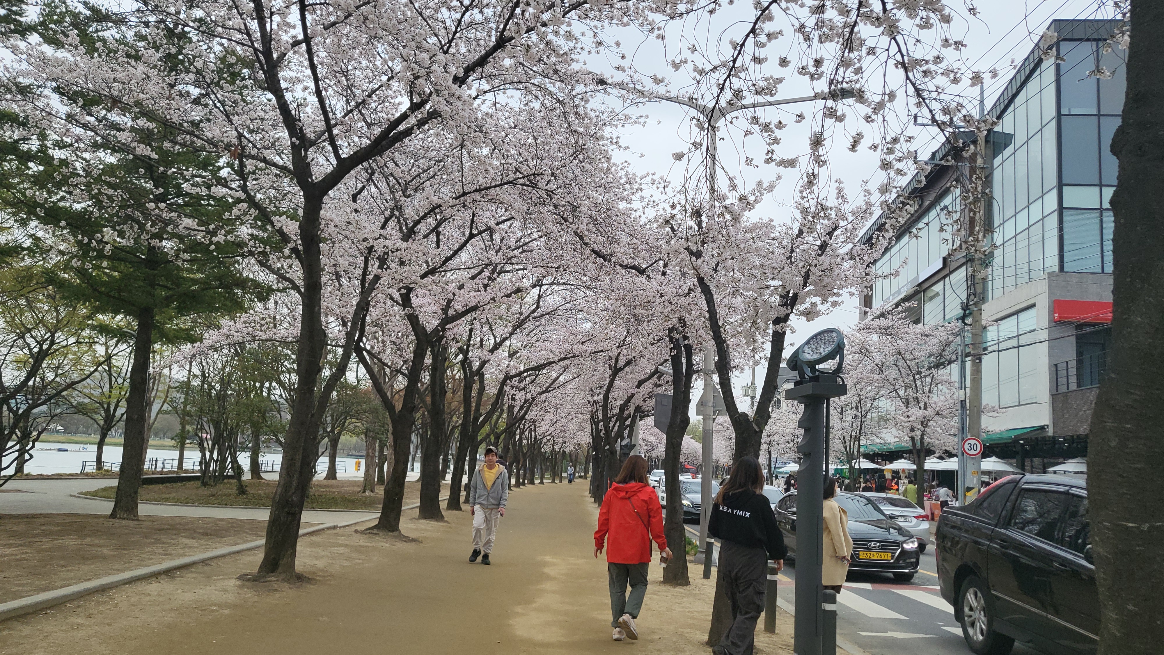 대구 벚꽃밭 14