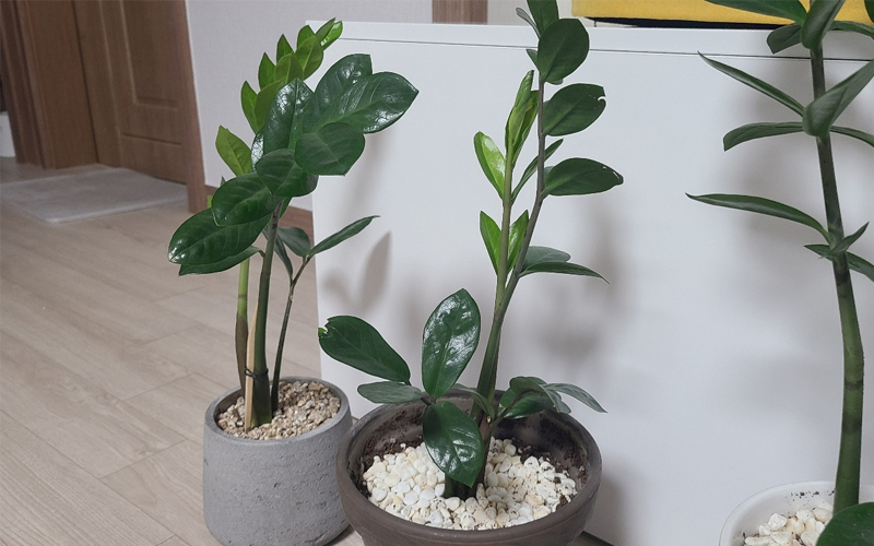 금전수 돈나무 키우는법 물주기 번식법 꽃말 금전수 돈나무 키우는법 물주기 번식법 꽃말