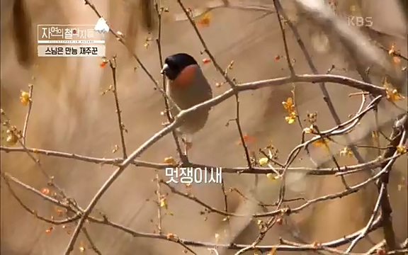 [3회] 자연의 철학자들 - KBS새처럼 살고 싶어라] 자연이라는 위대한 법당에서 숲의 울림, 새들의 소리를 들으며 깨달음을 얻은 도연 스님.ts_20220320_152832.487.jpg