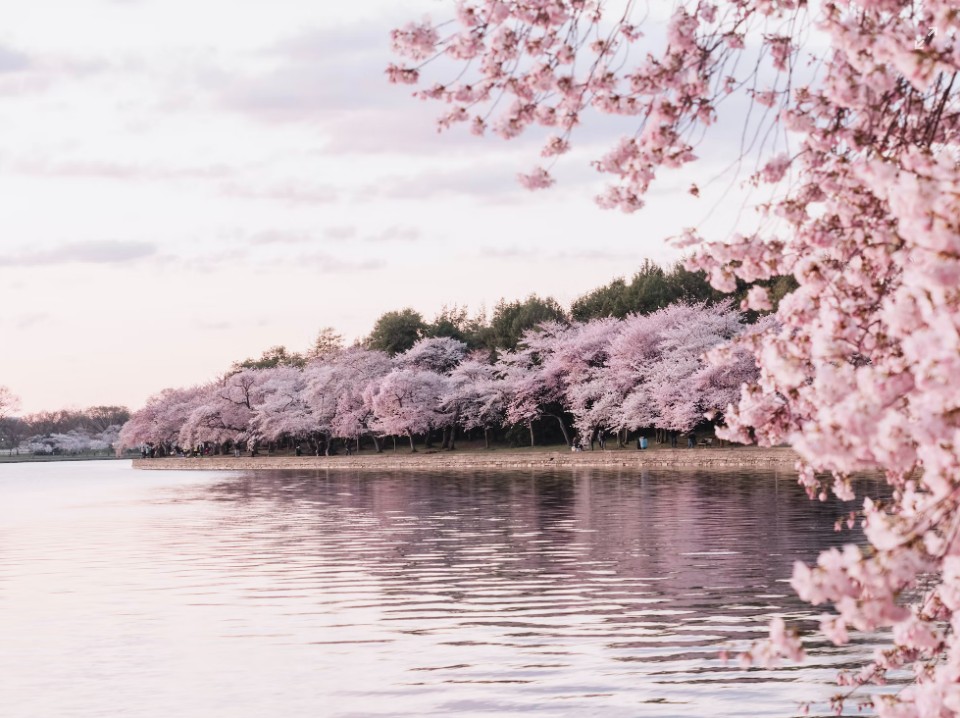 벚꽃이 핀 호수 풍경