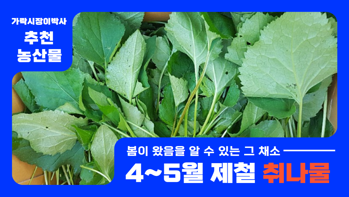  미리 봄을 느껴볼까? 4~5월이 제철인 취나물 경매동향을 살펴보겠습니다!