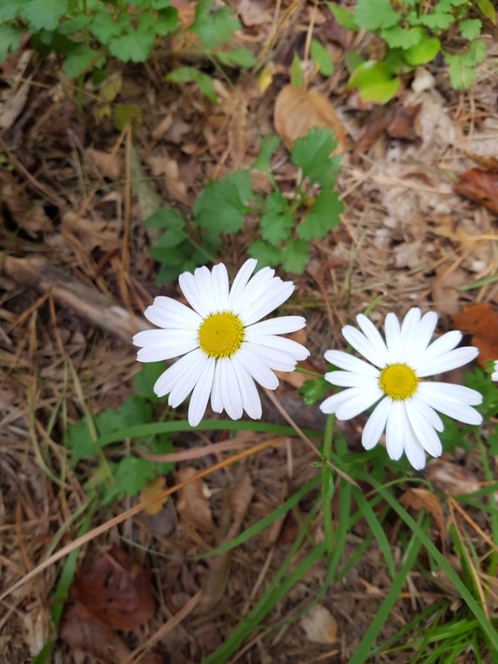 나란히 피어있는 하얀 꽃 두개