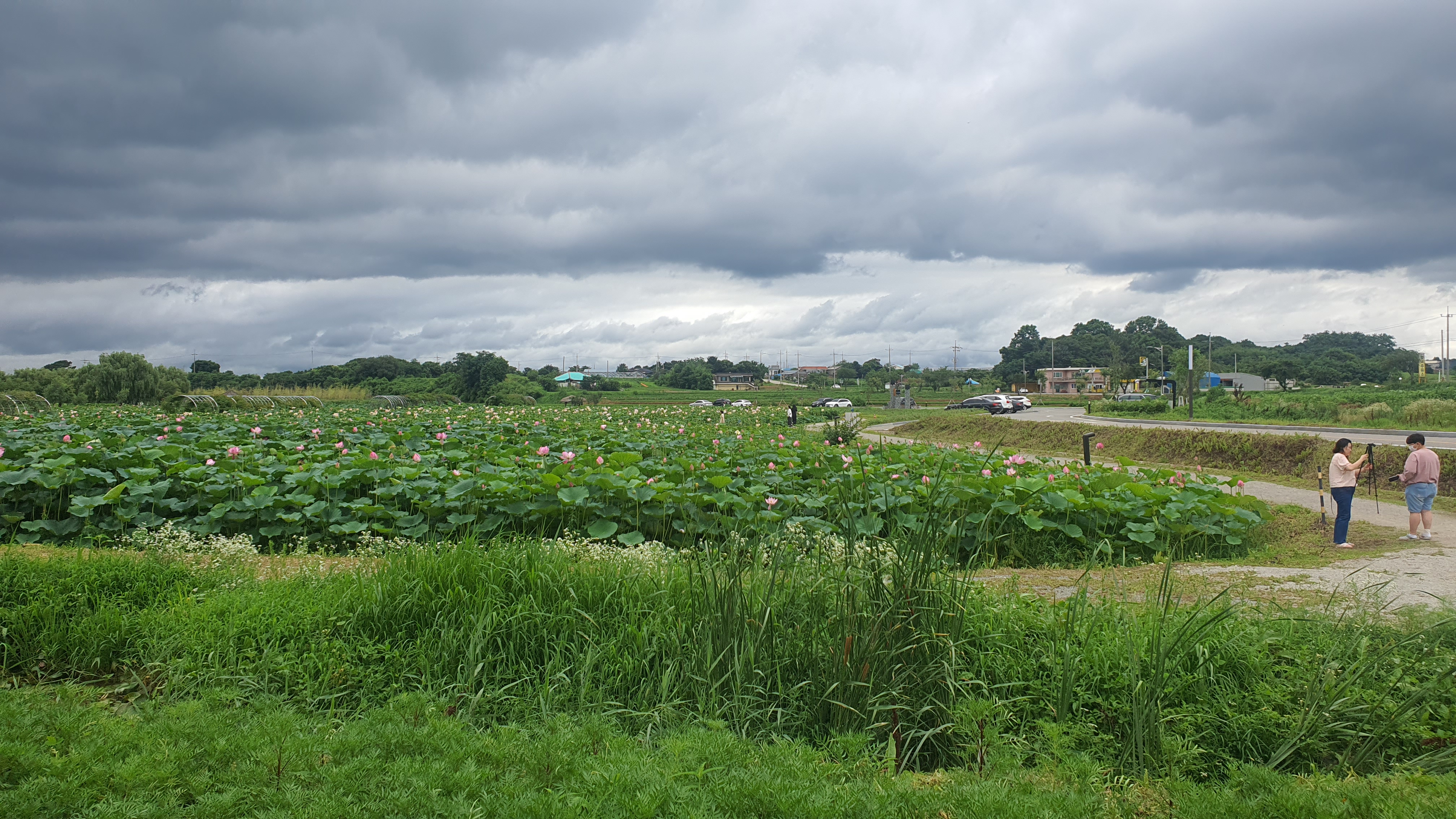 당진 합덕제 연꽃 축제 연호문화축제