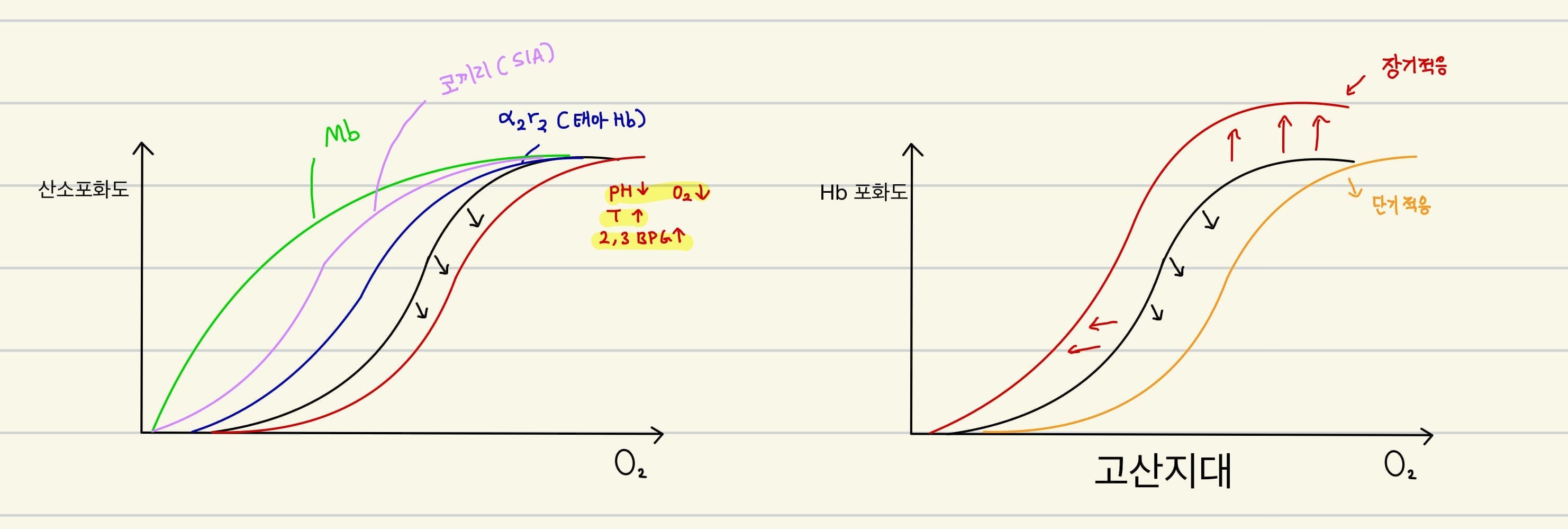  기체 교환 1 - 산소 교환 