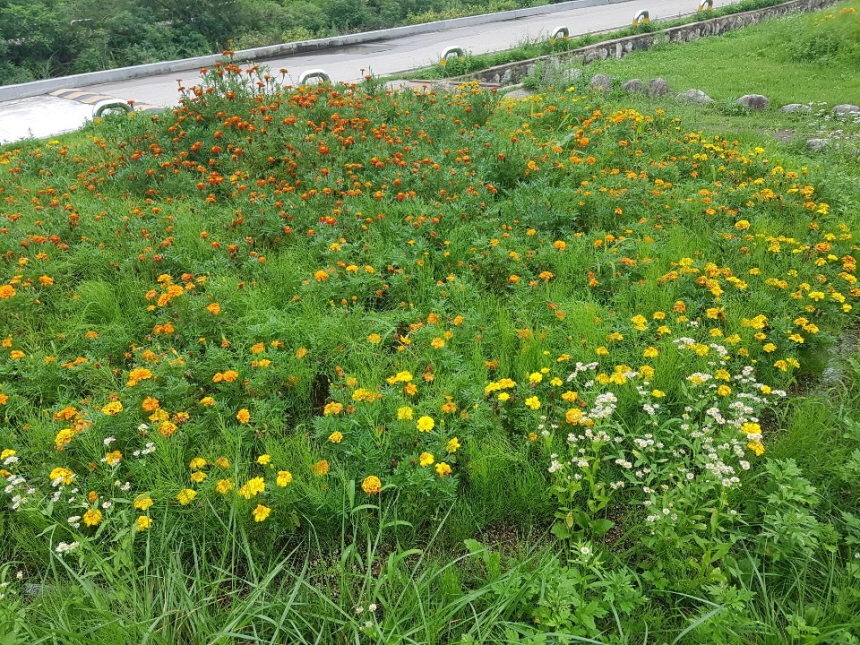 습지생태공원 꽃