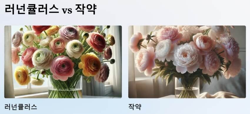 러넌큘러스 VS 작약 ppt 이미지