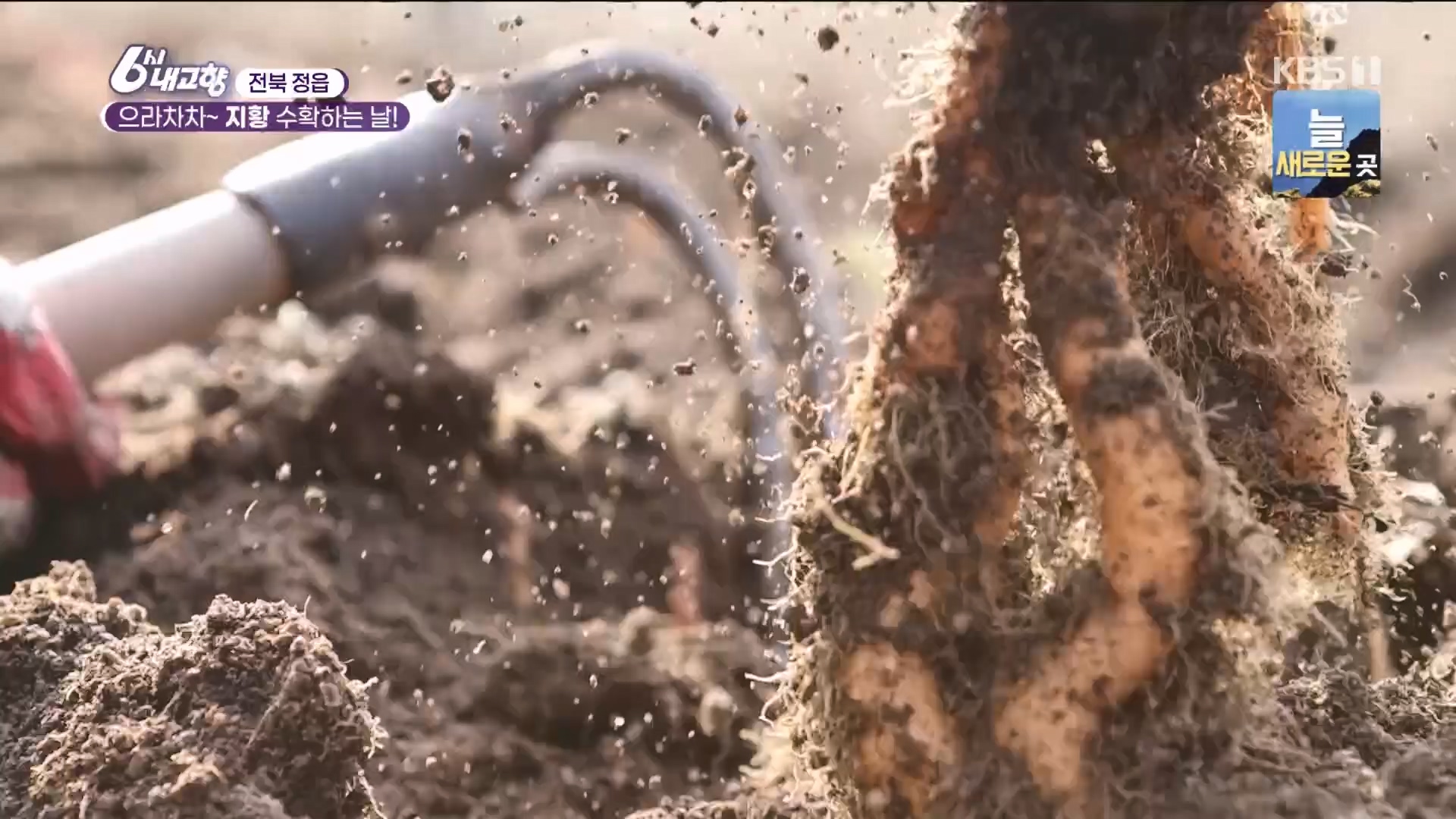 6시 내고향.E7929.231207p.H264-F1RST.mp4_20231208_200346.146.jpg