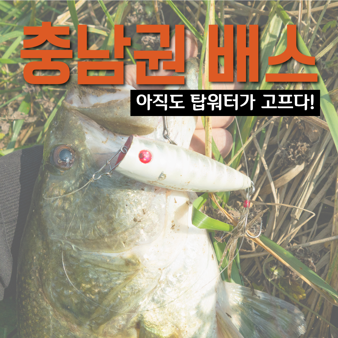  충남 당진, 11월의 배스낚시! 탑워터에 잔잔한 손맛이라니!