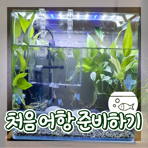  처음 구피 입양 후 어항 초기 셋팅하는 방법, 물관리, 물잡이