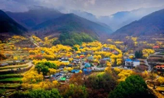 구례 산수유축제 기간 산수유마을 개화시기_16
