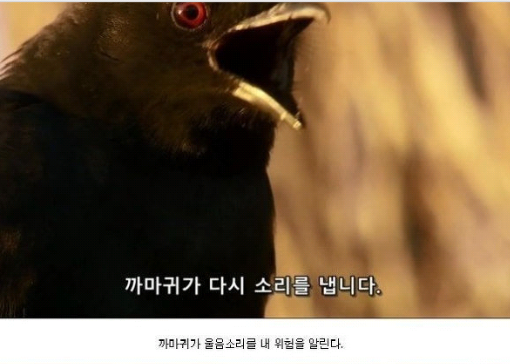  웃긴짤방ㅣ엄청 영리함 미어캣 흉내내는 까마귀