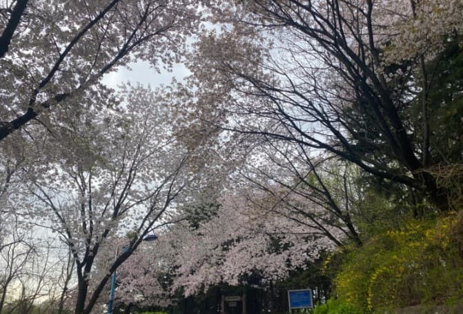 인천 벚꽃 명소인 수봉공원 모습