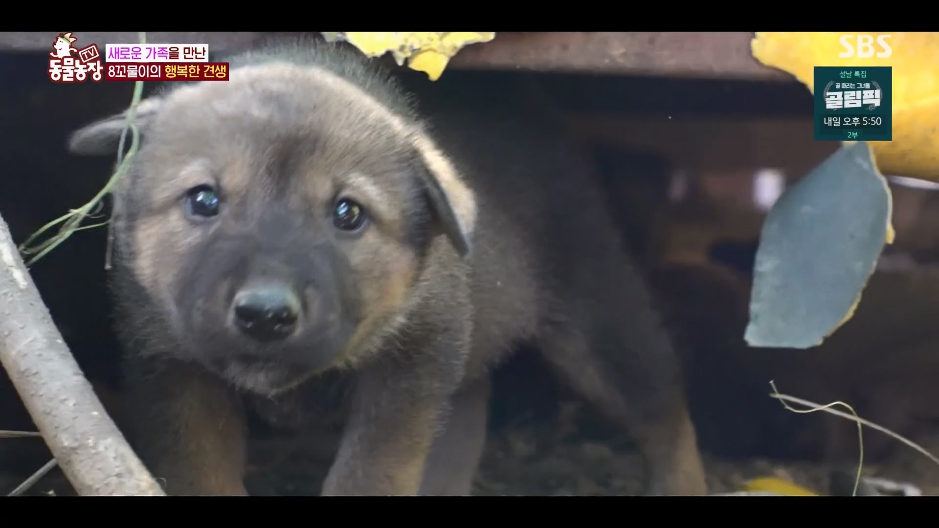 TV 동물농장.E1158.240211p.H264-F1RST.mp4_20240211_194102.793.jpg