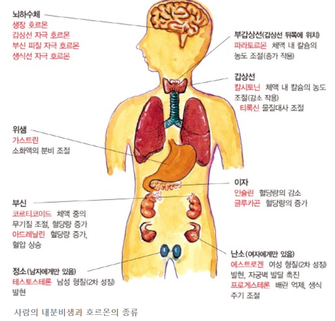 사람의 내분비샘과 호르몬