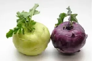 콜라비