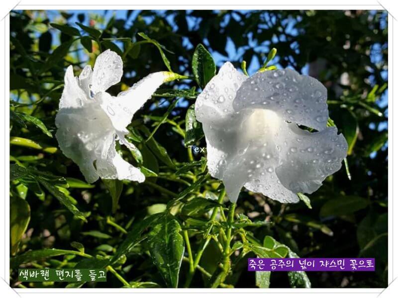 태양을 깨문-비말네 뜨락의-하얀 쟈스민꽃