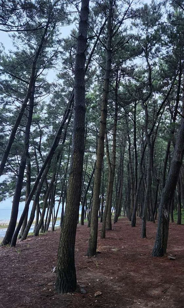 밧개해수욕장