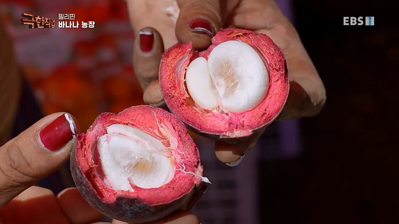 TV - 교육의 중심 EBS필리핀 바나나, 파인애플 농장.mp4_20230302_202855.370.jpg