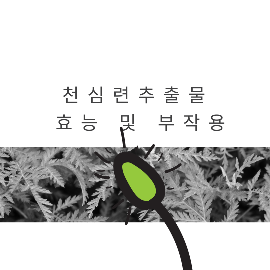  천심련 추출물 효능 및 부작용을 알아보자