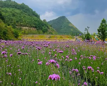 무릉별유천지 라벤더 축제_40