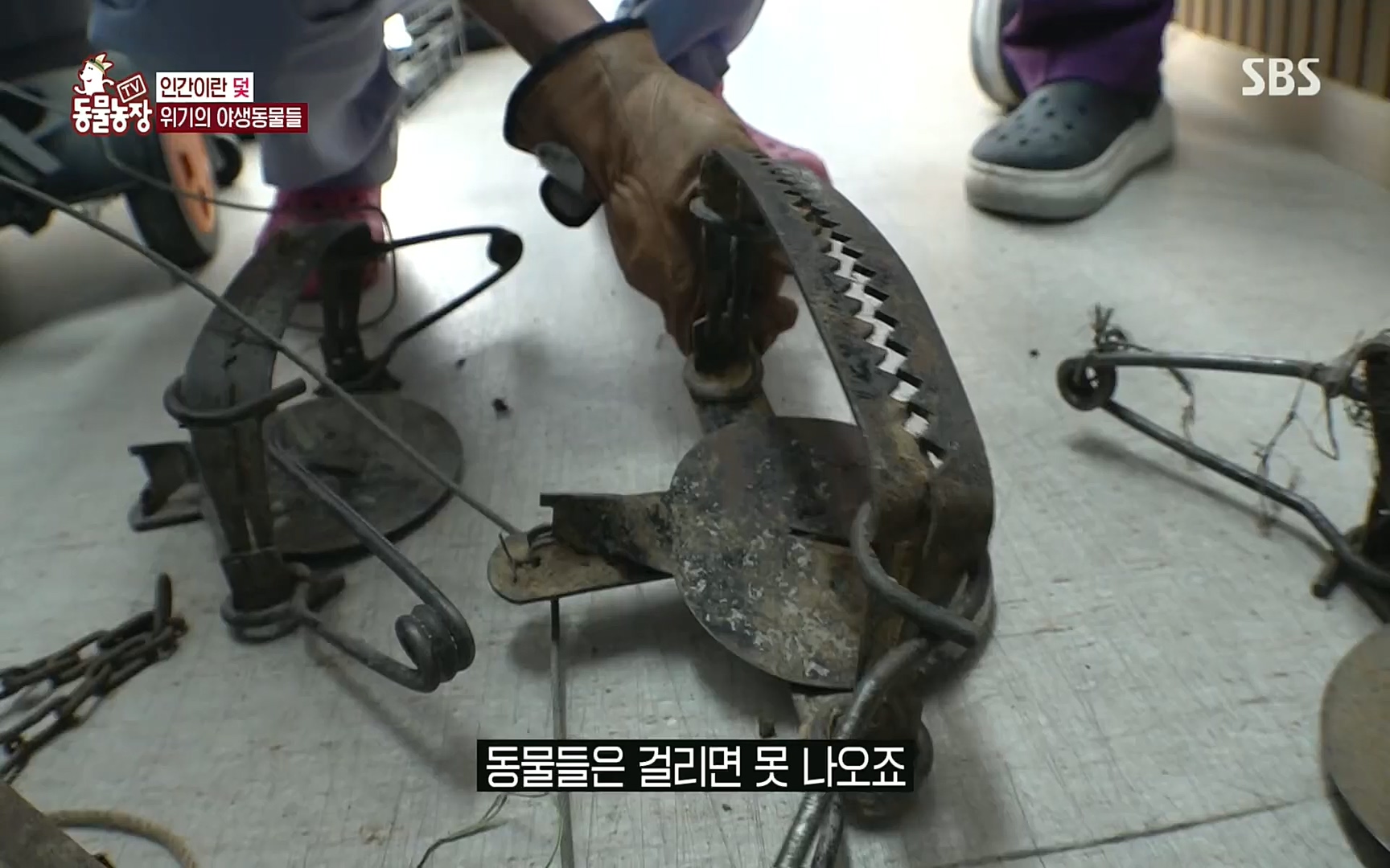 TV 동물농장.E1081.220807p.H264-F1RST.mp4_20220807_213630.624.jpg