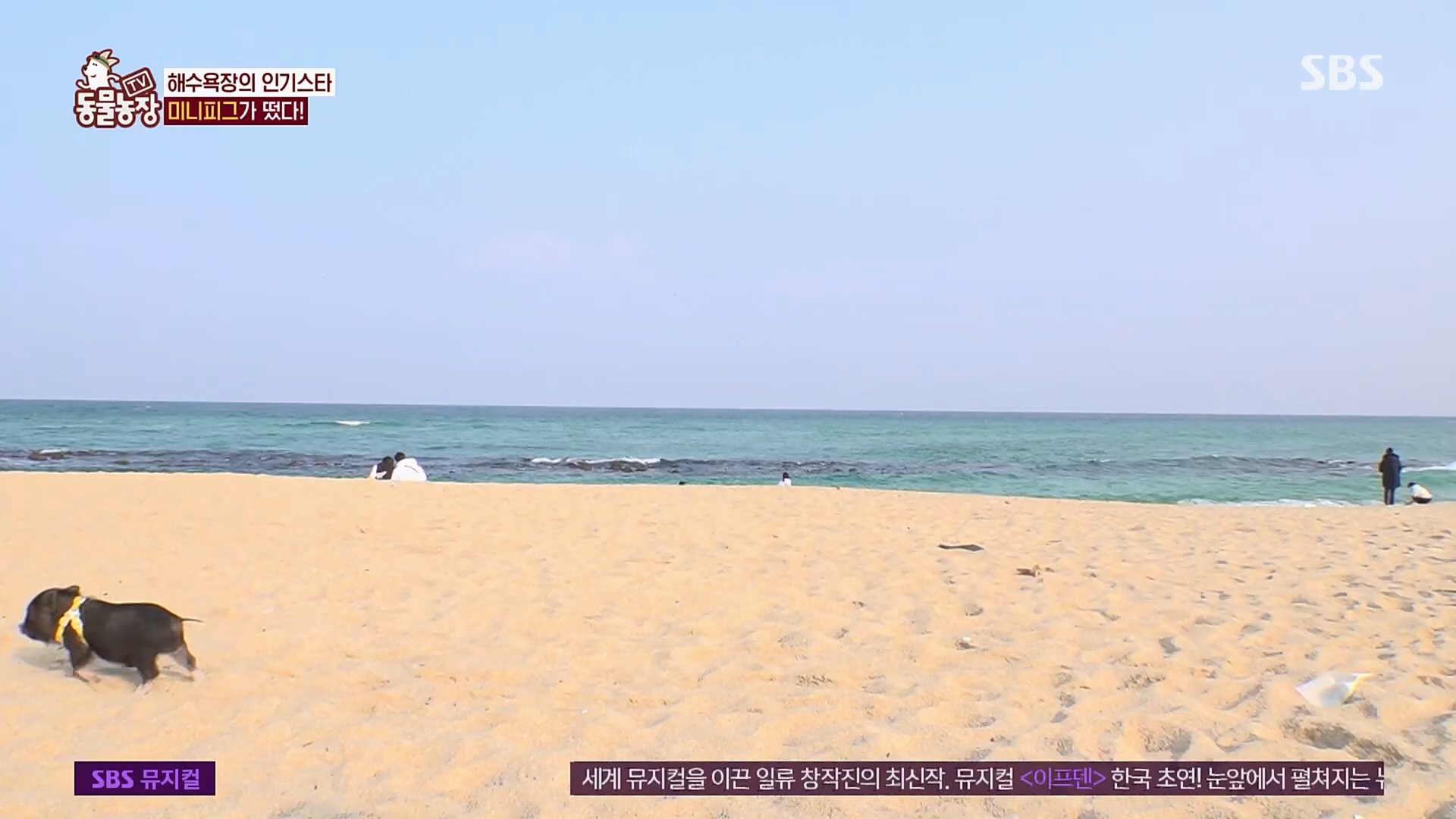 TV 동물농장.E1107.230205p.H264-F1RST.mp4_20230205_173940.353.jpg