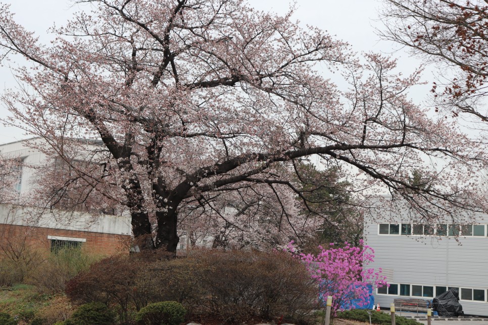 홍릉시험림(홍릉수목원) #페이지 토.일요일서울가볼만한곳 18