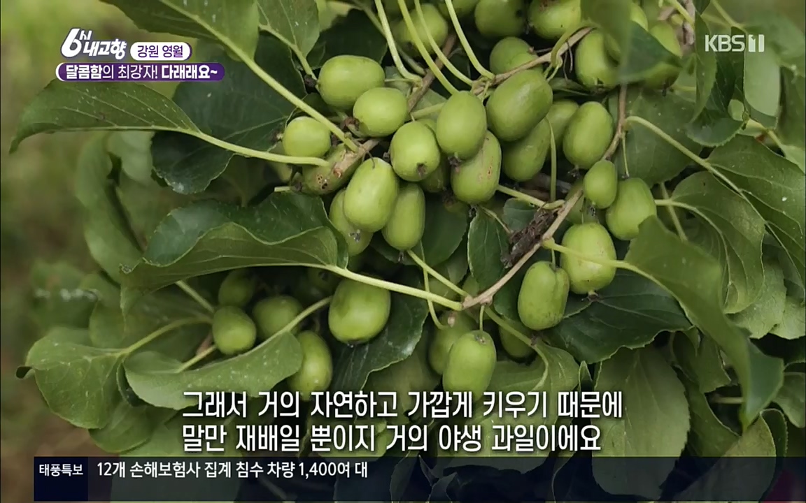 6시 내고향.E7611.220907p.H264-F1RST.mp4_20220908_204241.559.jpg