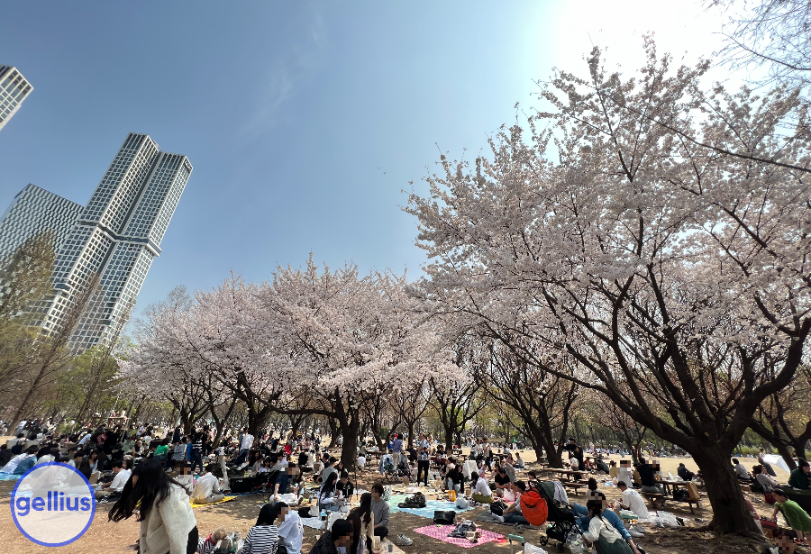서울숲 살펴 볼 장소 세 번째&#44; 벚꽃 아래 돗자리