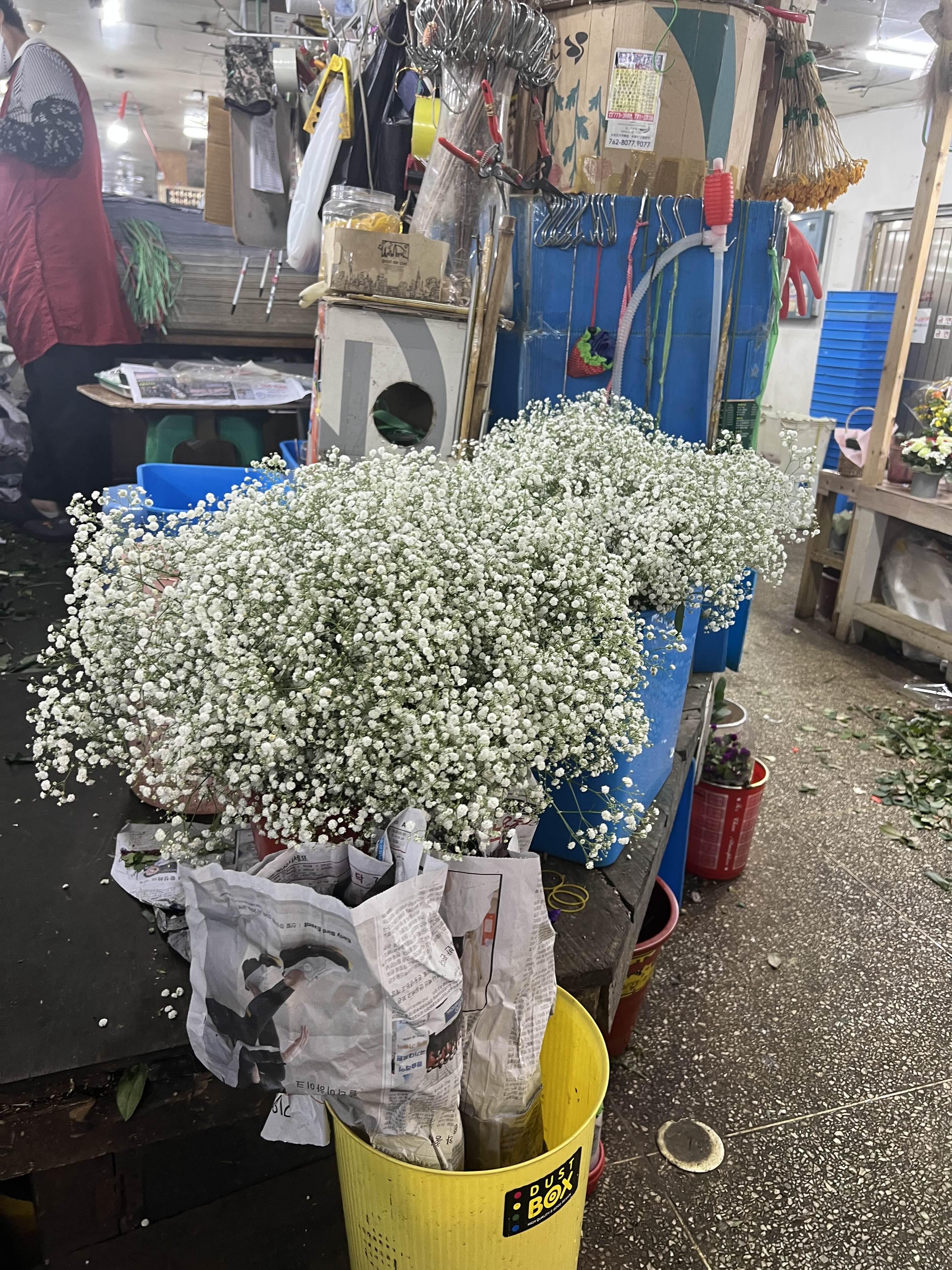 남대문꽃시장 안개꽃 가격