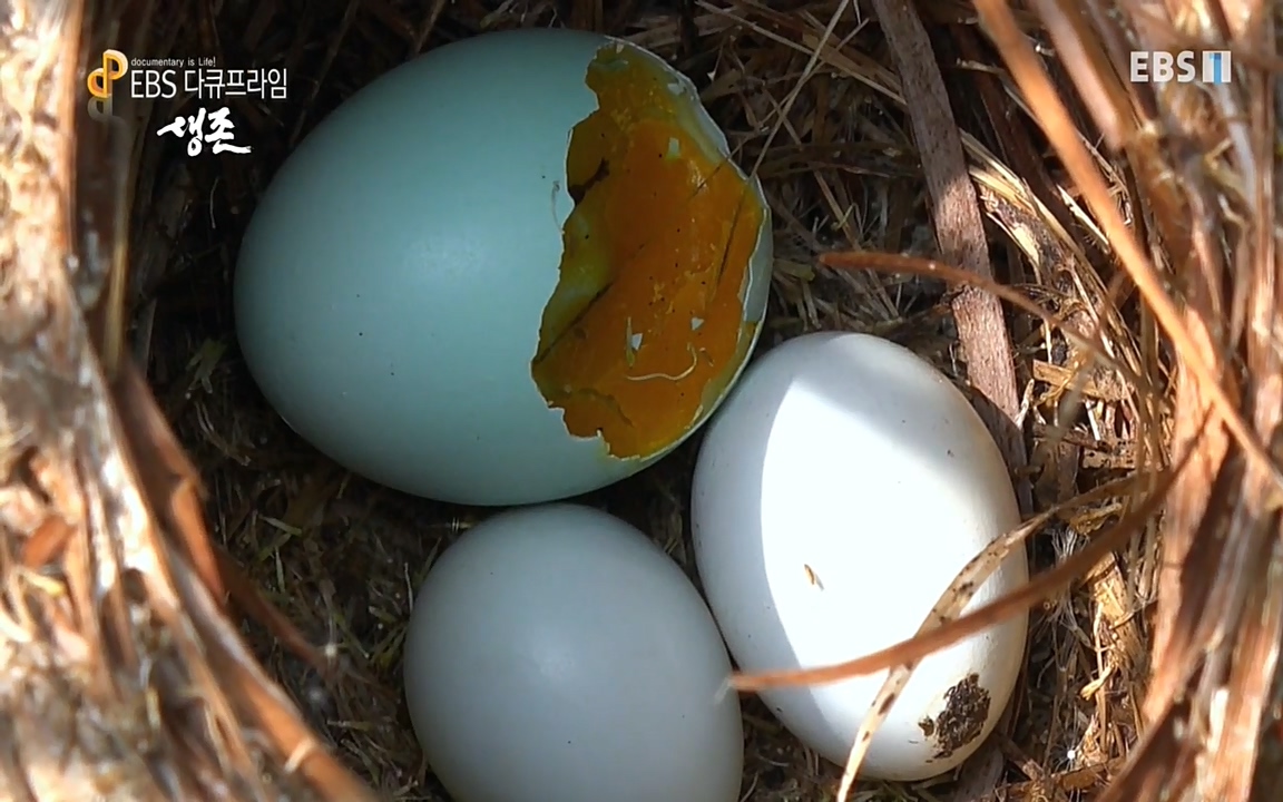 생존 3부_ EBS 다큐프라임_ 220629.avi_20220701_204038.495.jpg