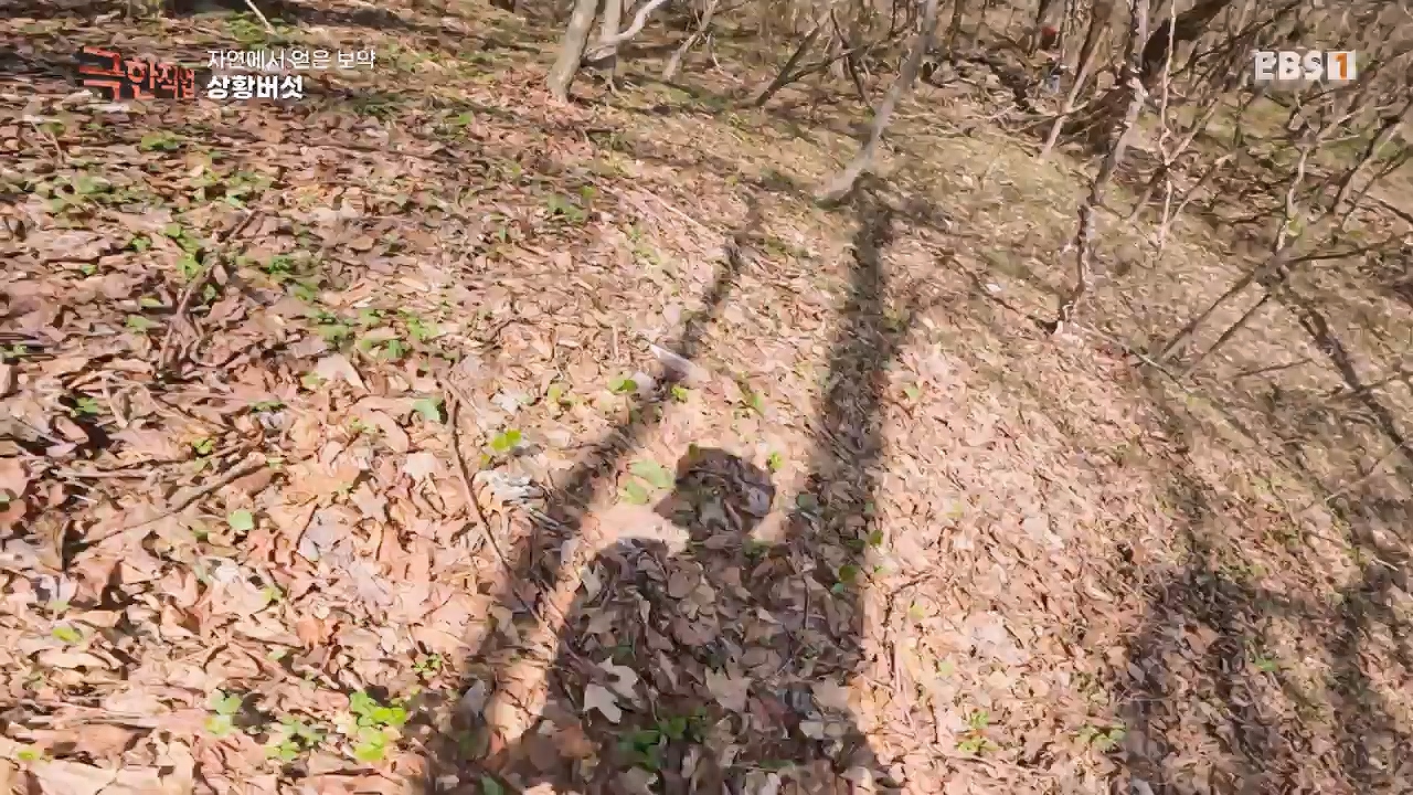 TV - 전 국민의 평생학교 EBS자연에서 얻은 보약, 상황버섯과 산나물, 쌍화차.mp4_20240615_172238.725.jpg