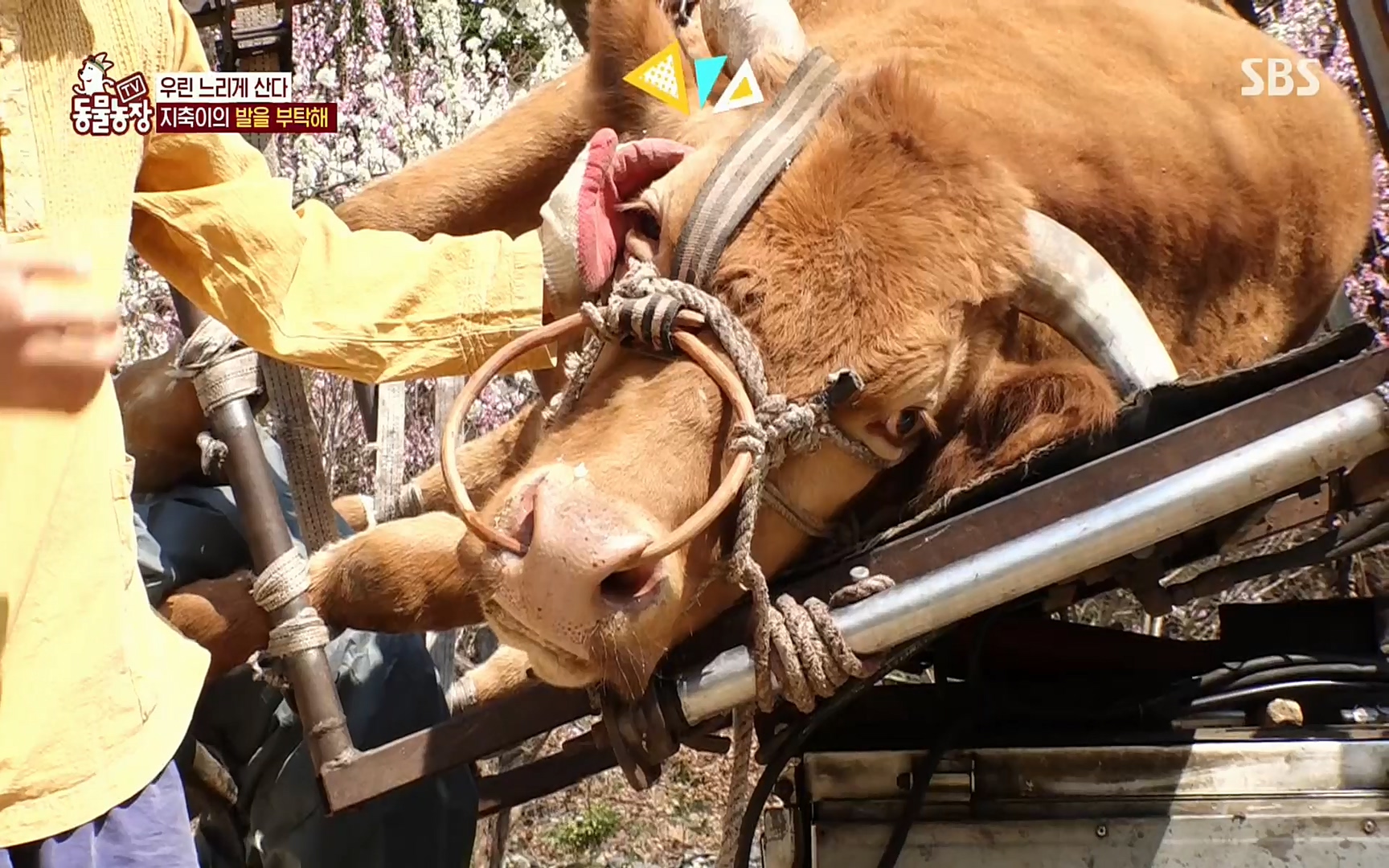 TV 동물농장.E1074.220619p.H264-F1RST.mp4_20220619_181738.202.jpg