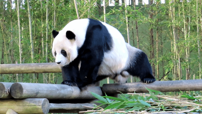  러바오 움짤 모음.gif  #러스타 #러부지 #하드털이
