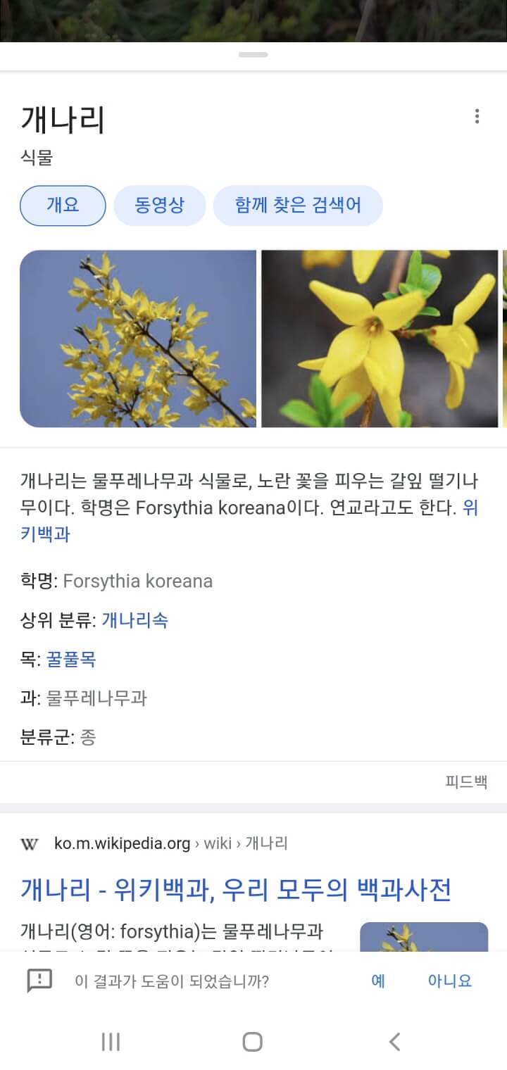 구글-꽃이름검색방법2
