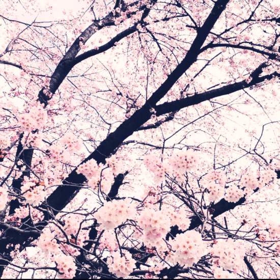 벚꽃-사진