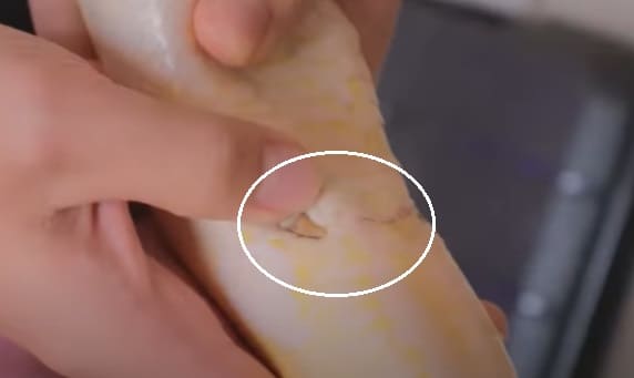 뱀을 사랑한 유튜버&#44; 로봇 다리를 만들어 주다 VIDEO: YouTuber decides to fix snakes&#44; constructs robotic legs for them to wear